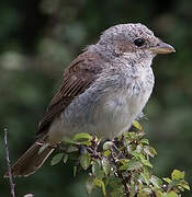 Red-backed Shrike