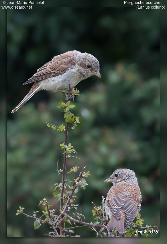 Red-backed Shrike