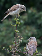 Red-backed Shrike