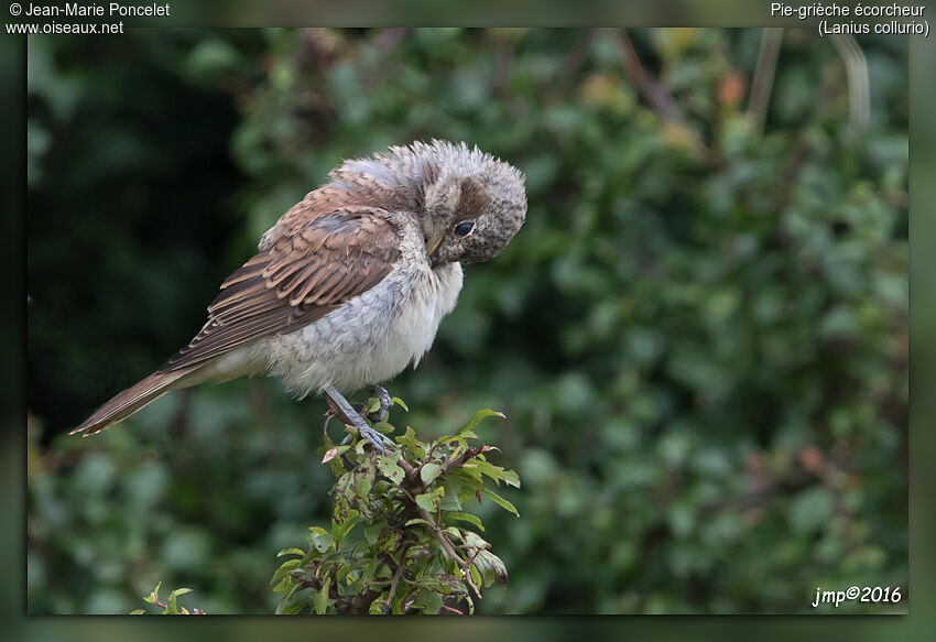 Red-backed Shrike