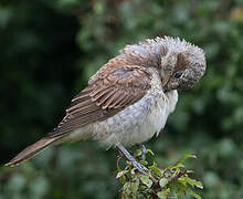 Red-backed Shrike