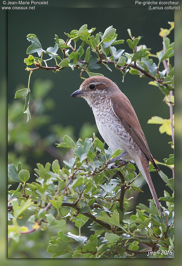 Red-backed Shrike