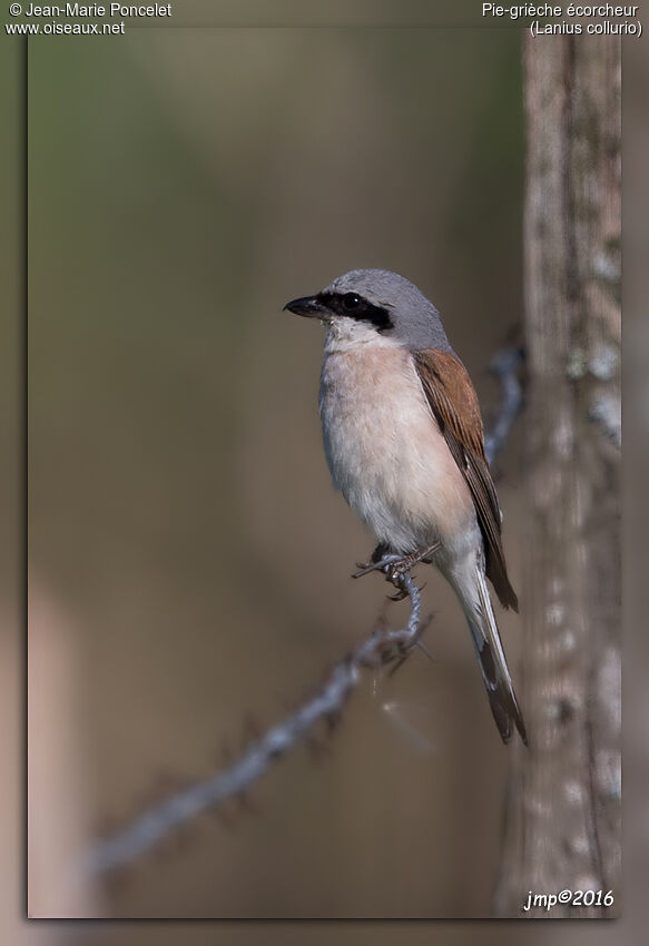 Red-backed Shrike male