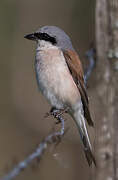 Red-backed Shrike