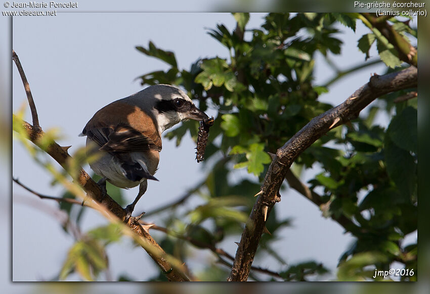 Red-backed Shrike