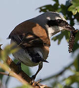 Red-backed Shrike