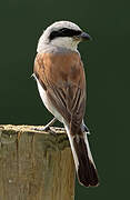 Red-backed Shrike