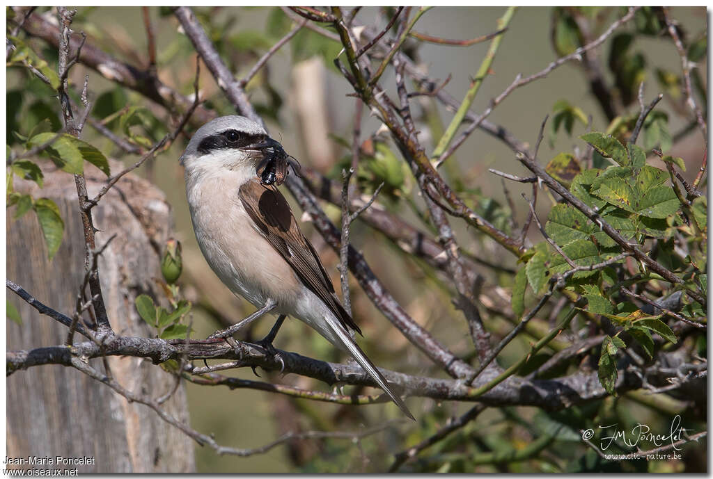 Red-backed Shrike male adult, feeding habits