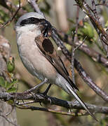 Red-backed Shrike