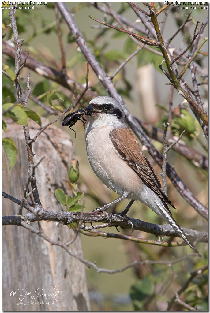 Red-backed Shrike