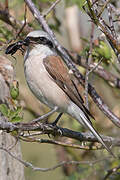 Red-backed Shrike