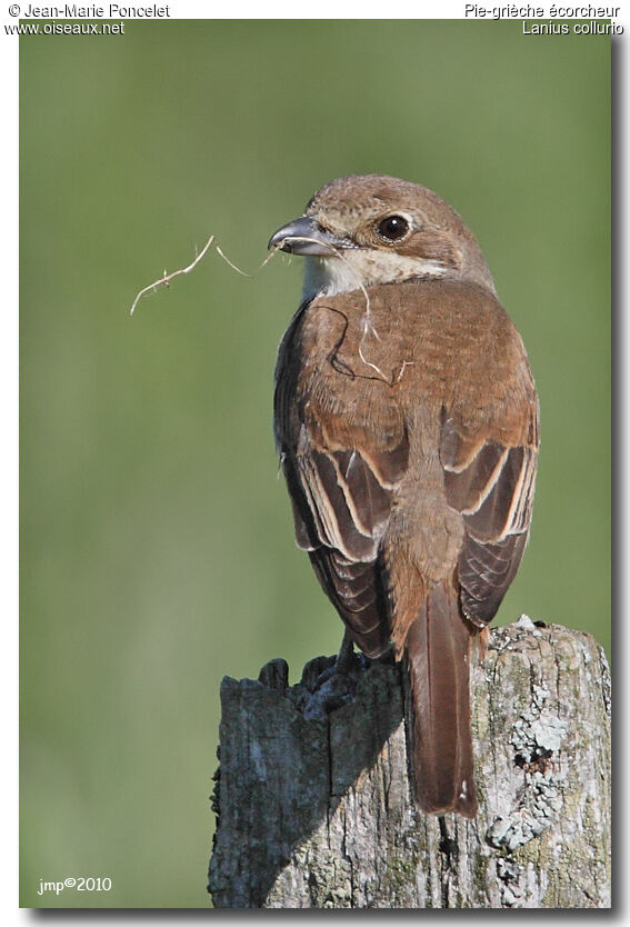 Red-backed Shrike female