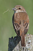 Red-backed Shrike