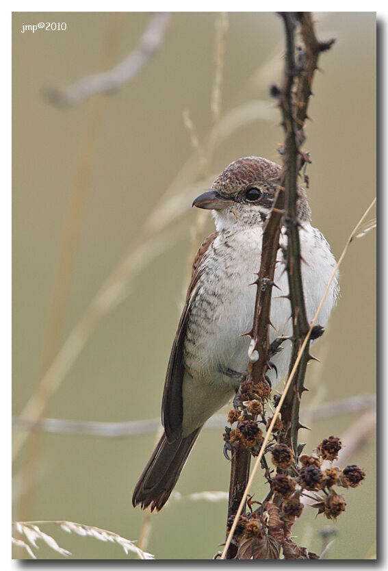 Red-backed Shrike