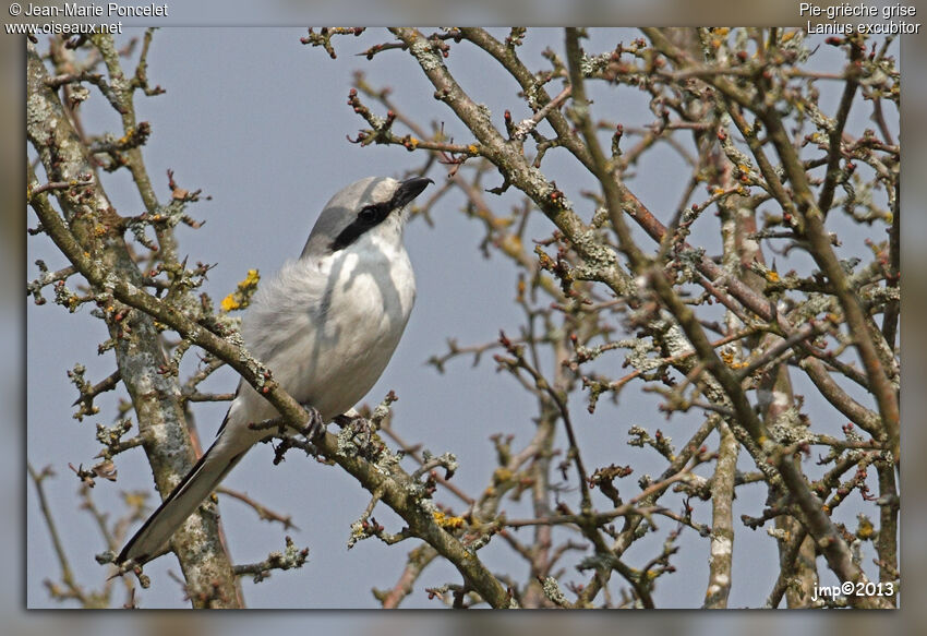 Great Grey Shrike