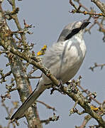 Great Grey Shrike