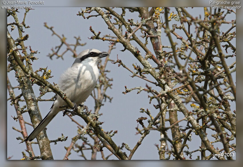 Great Grey Shrike