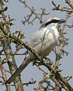 Great Grey Shrike