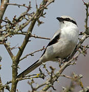 Great Grey Shrike