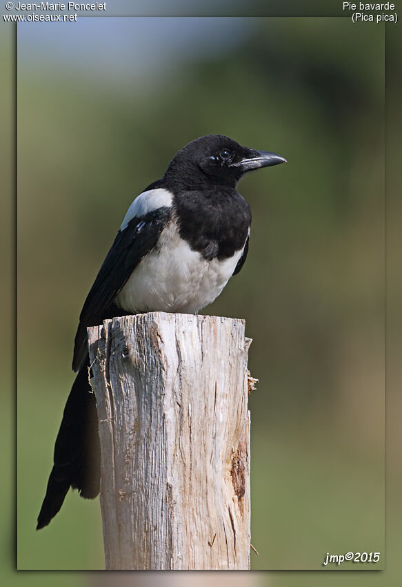 Eurasian Magpie