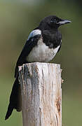 Eurasian Magpie