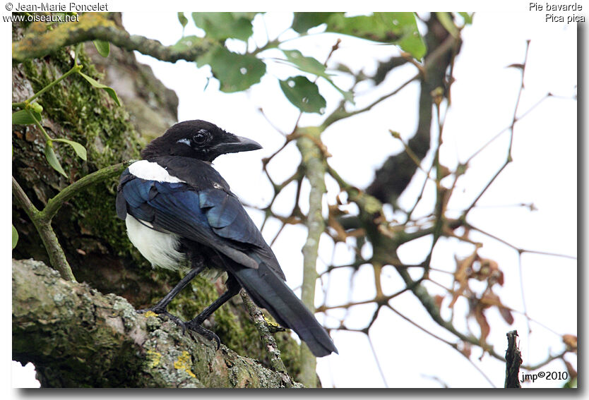 Eurasian Magpie