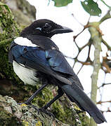 Eurasian Magpie