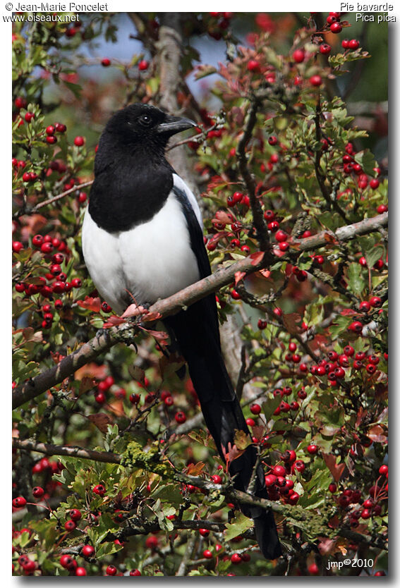 Eurasian Magpie