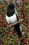 Eurasian Magpie