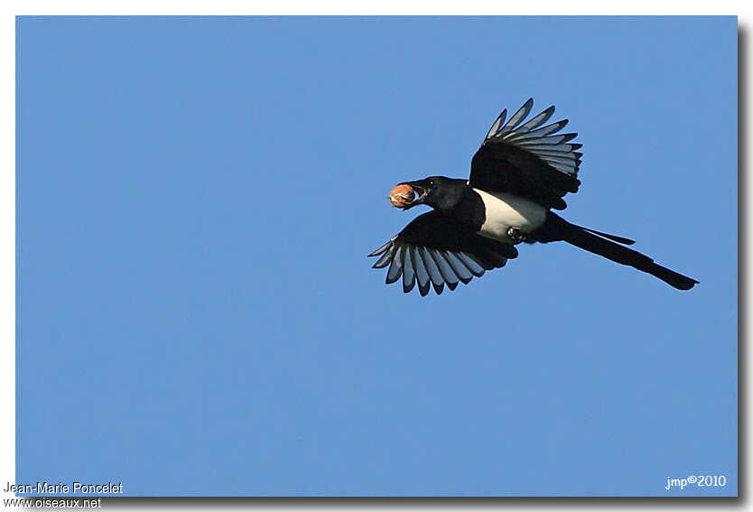 Eurasian Magpieadult, Flight, feeding habits