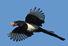 Eurasian Magpie