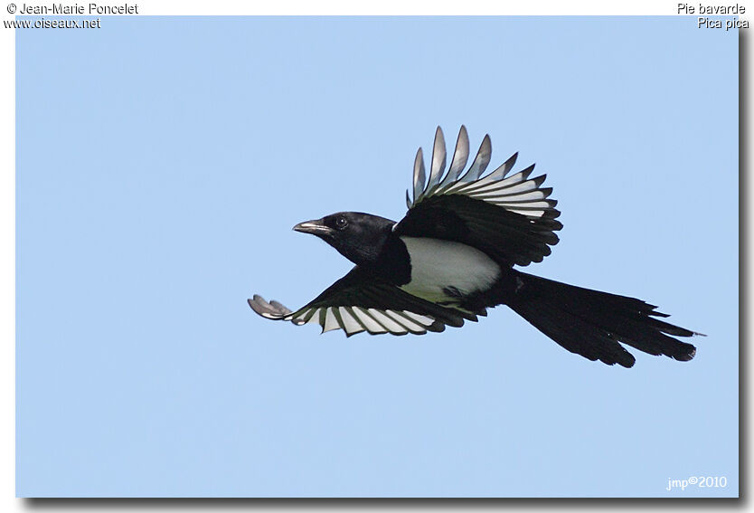 Eurasian Magpie