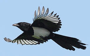 Eurasian Magpie