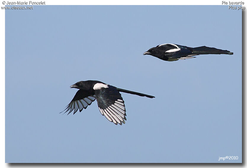 Eurasian Magpie