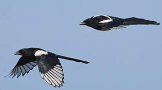 Eurasian Magpie