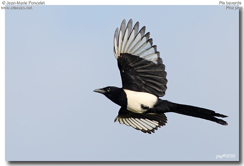 Eurasian Magpie