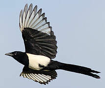 Eurasian Magpie