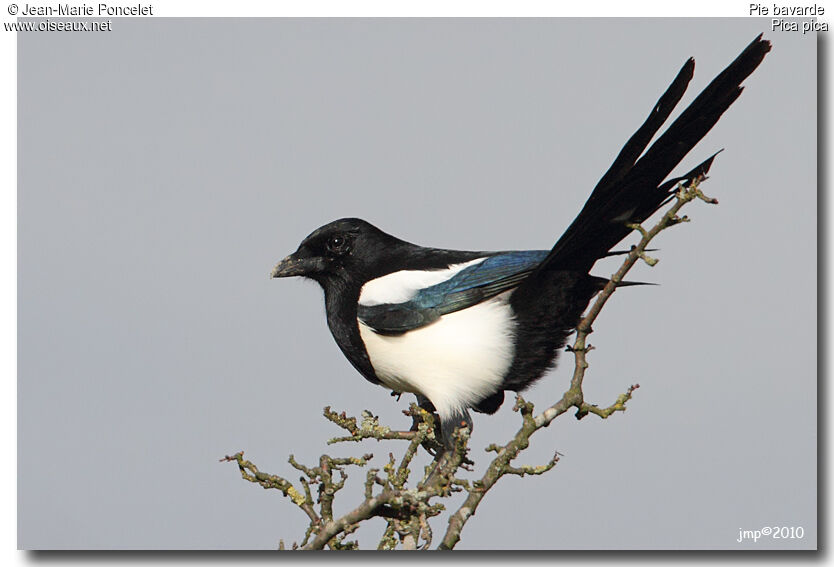 Eurasian Magpie