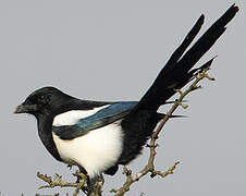 Eurasian Magpie