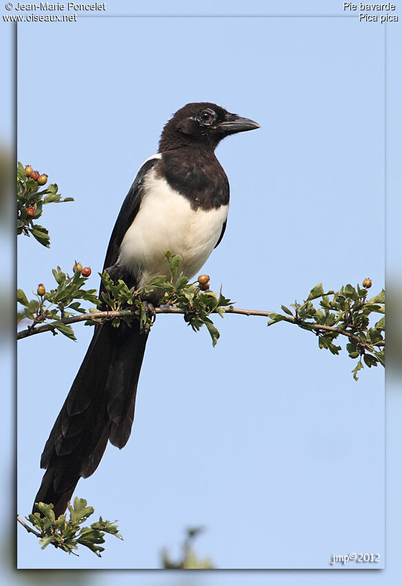 Eurasian Magpie