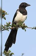 Eurasian Magpie