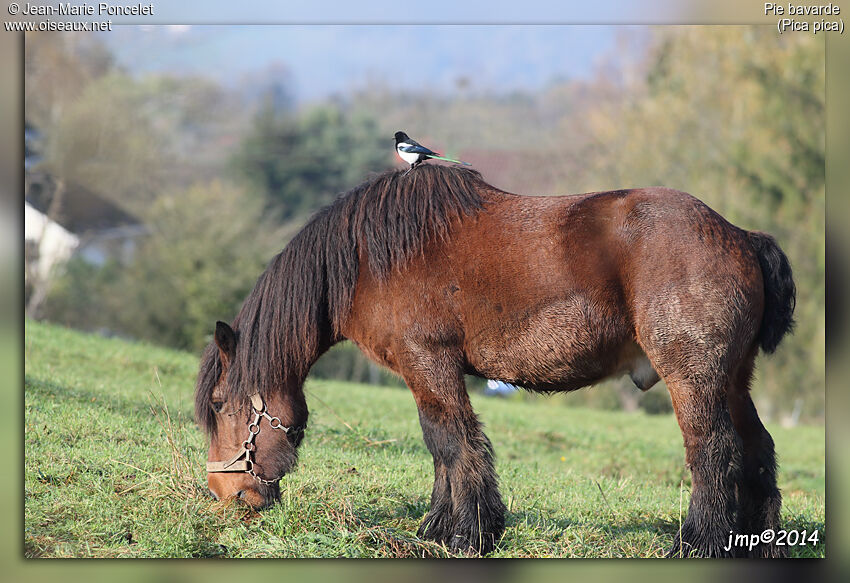 Eurasian Magpie