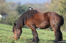 Eurasian Magpie