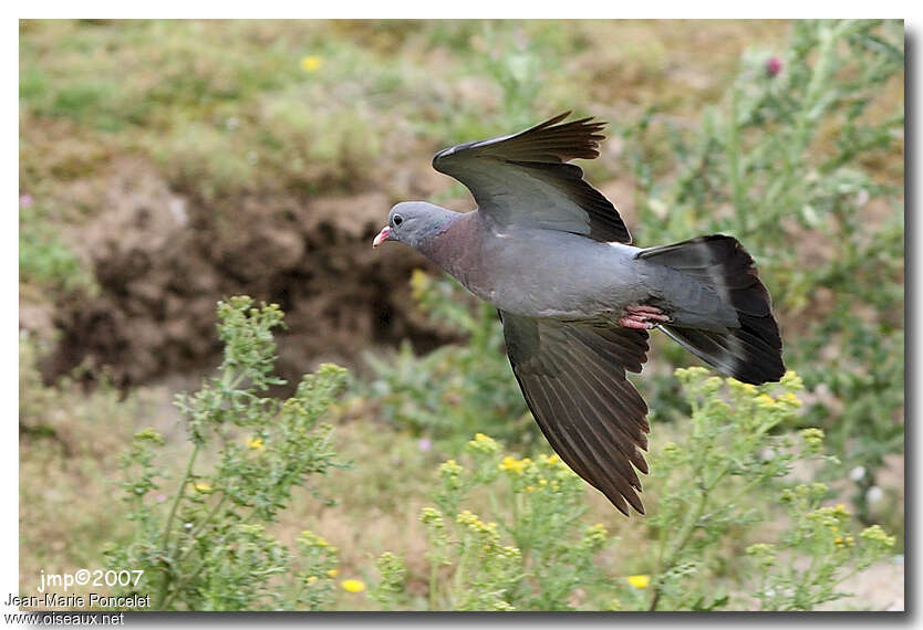 Pigeon colombinadulte, Vol