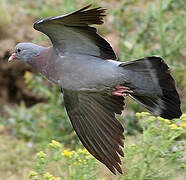 Stock Dove