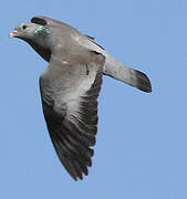 Stock Dove