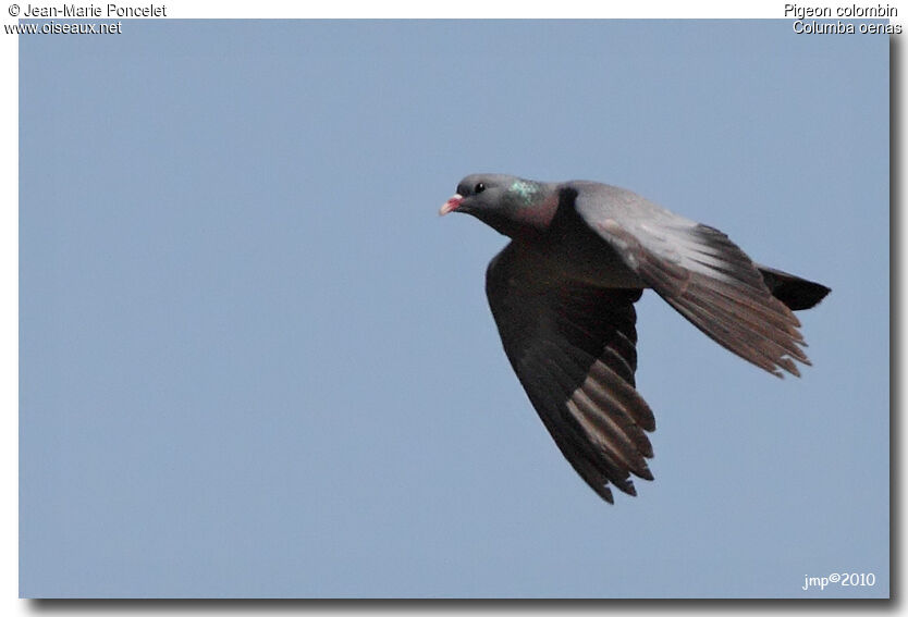 Stock Dove