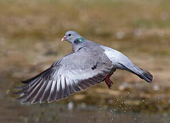 Stock Dove