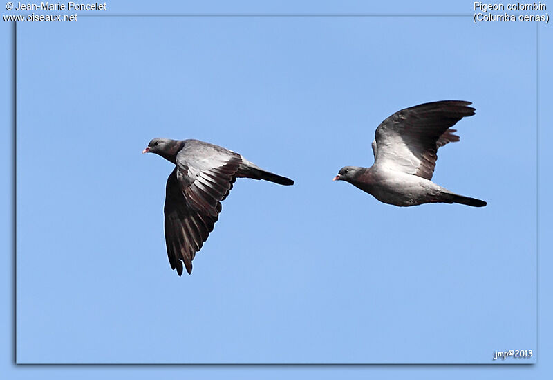 Stock Dove