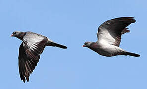 Stock Dove